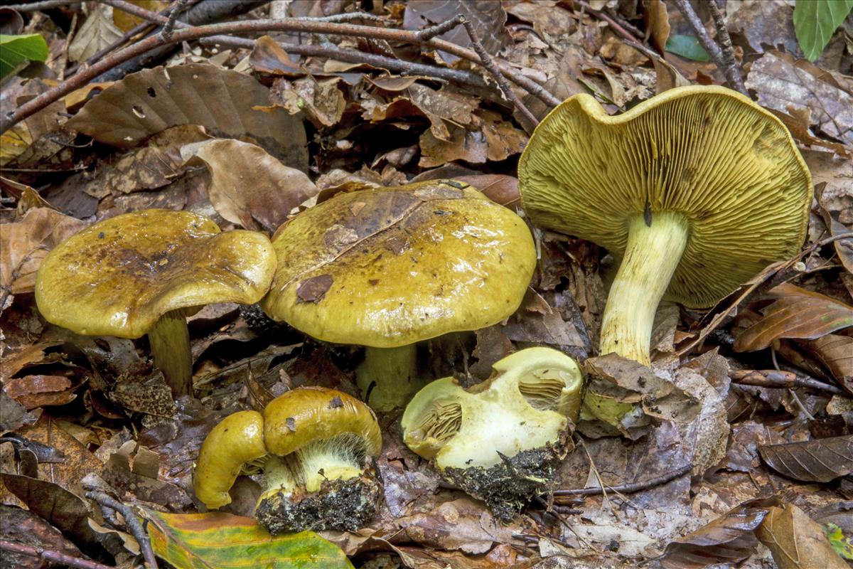 Cortinarius pseudosulphureus (door Nico Dam)