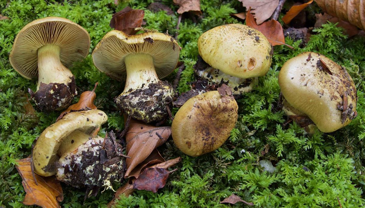 Cortinarius pseudosulphureus (door Peter Verstraeten)