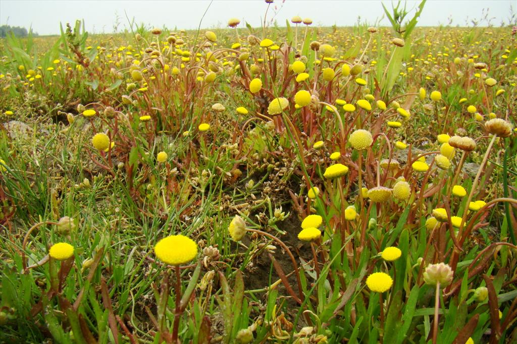 Cotula coronopifolia (door Joop Verburg)