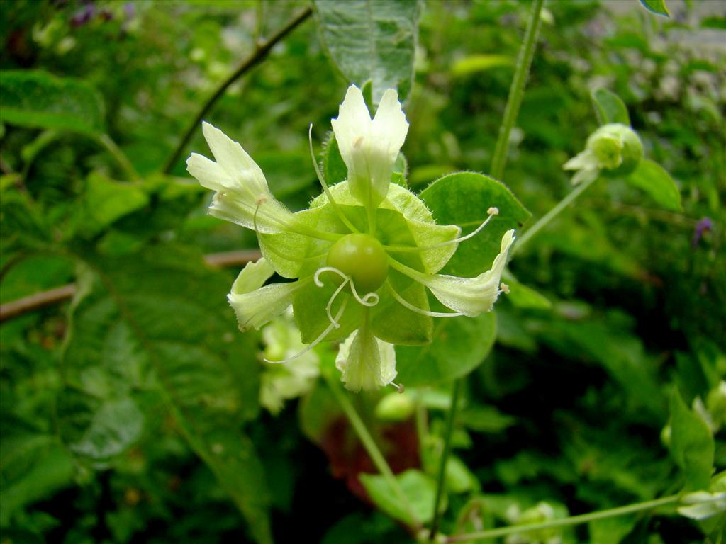 Silene baccifera (door Joop Verburg)