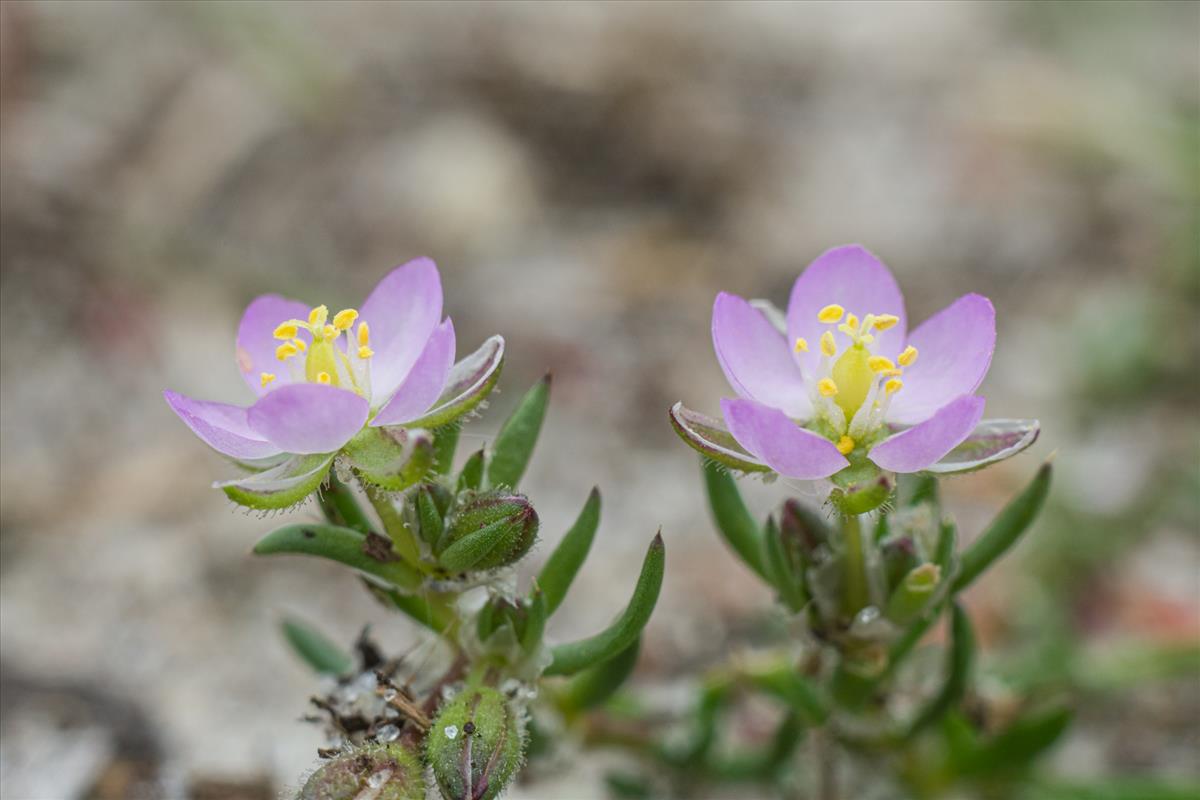 Spergularia rubra (door Rense Haveman)