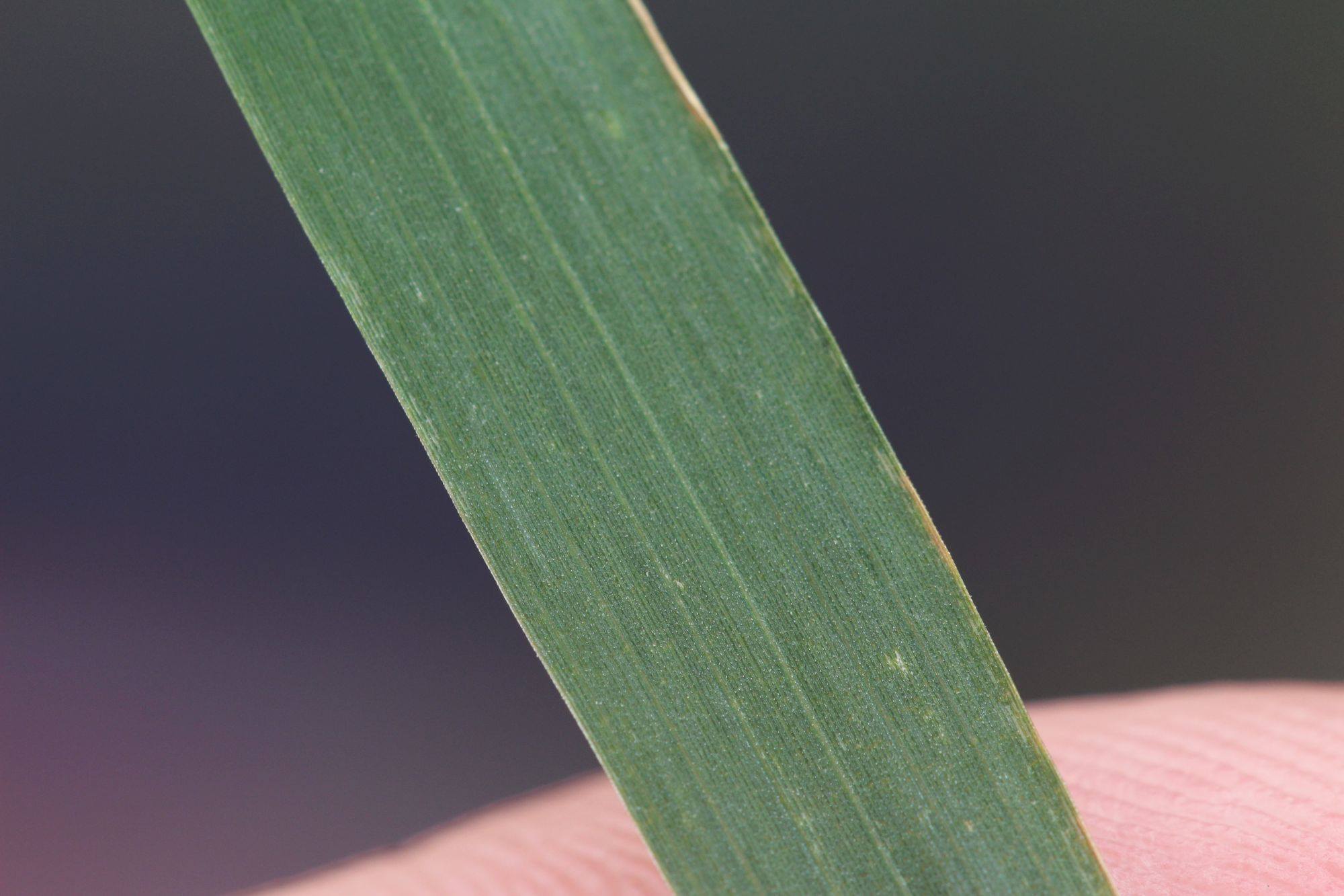 Muhlenbergia mexicana (door Niels Eimers)