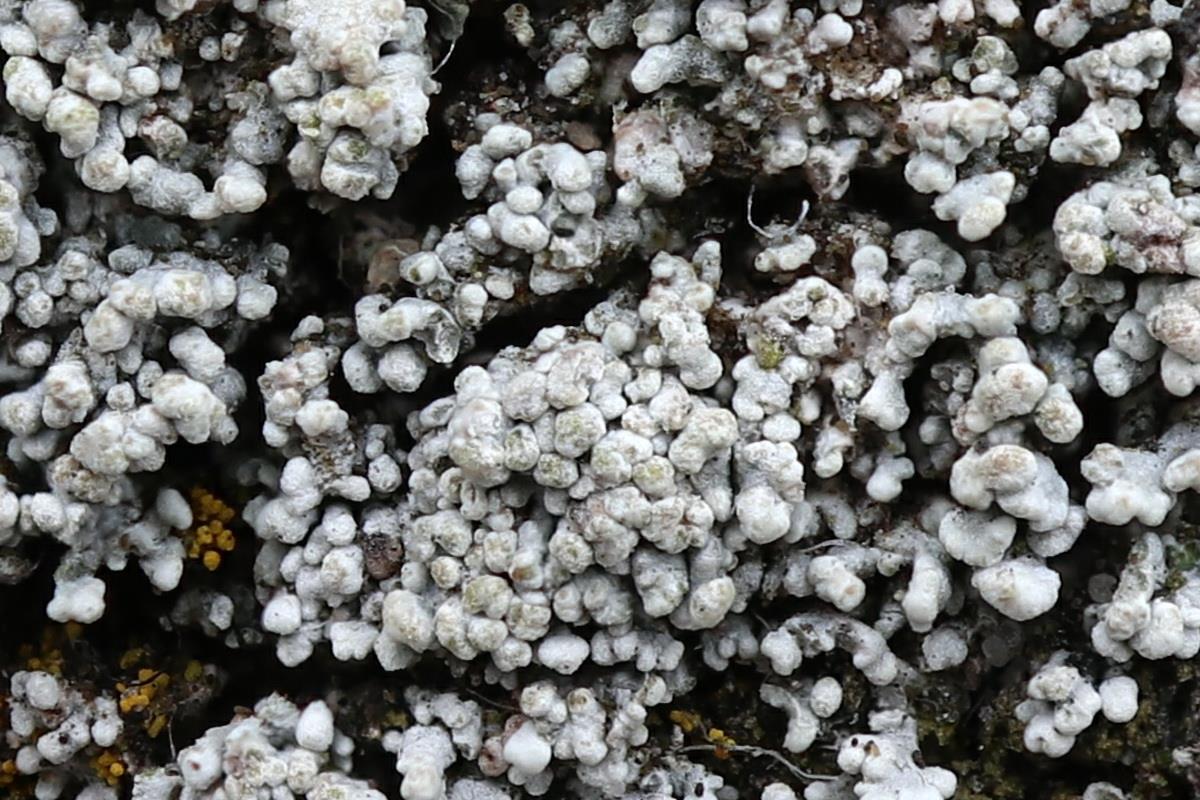 Stereocaulon dactylophyllum (door Hans Toetenel)