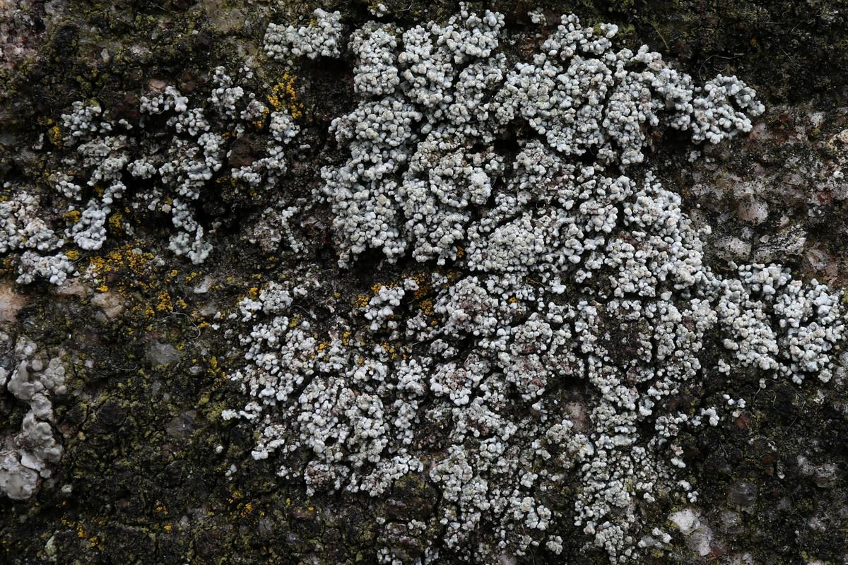 Stereocaulon dactylophyllum (door Hans Toetenel)