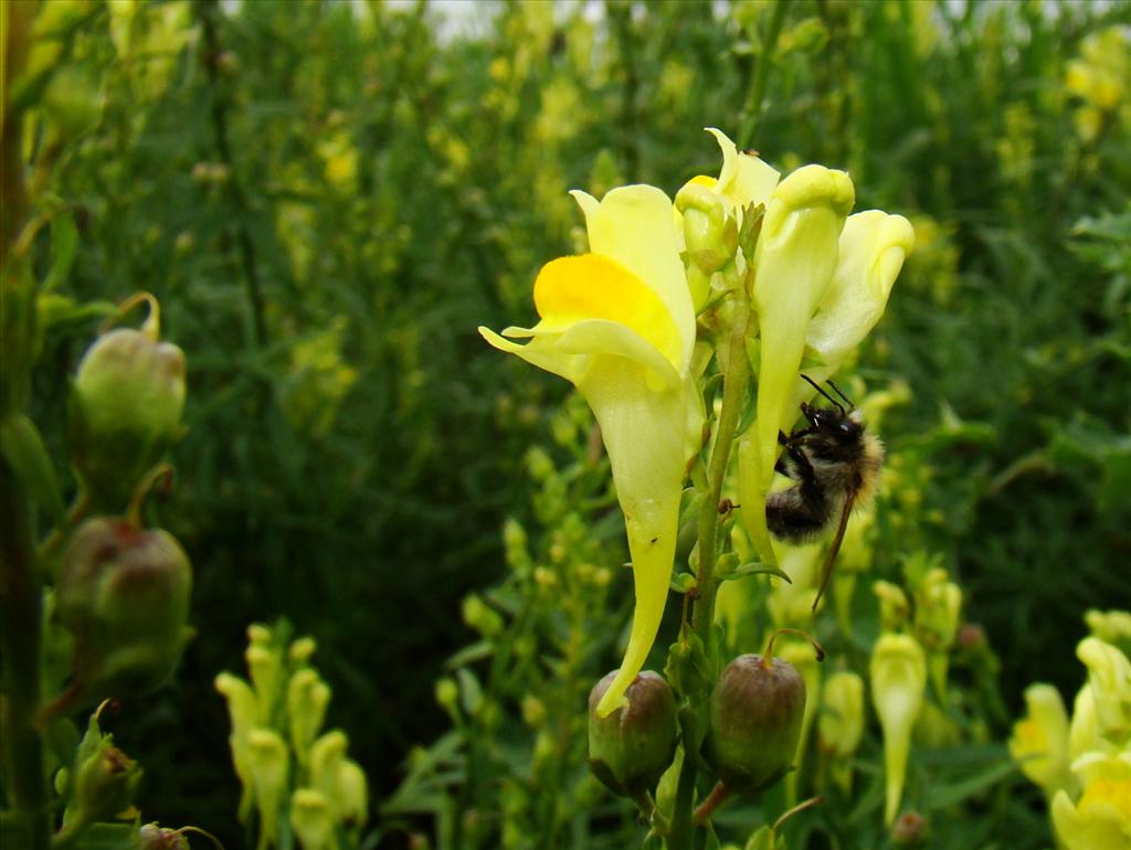 Linaria vulgaris (door Joop Verburg)