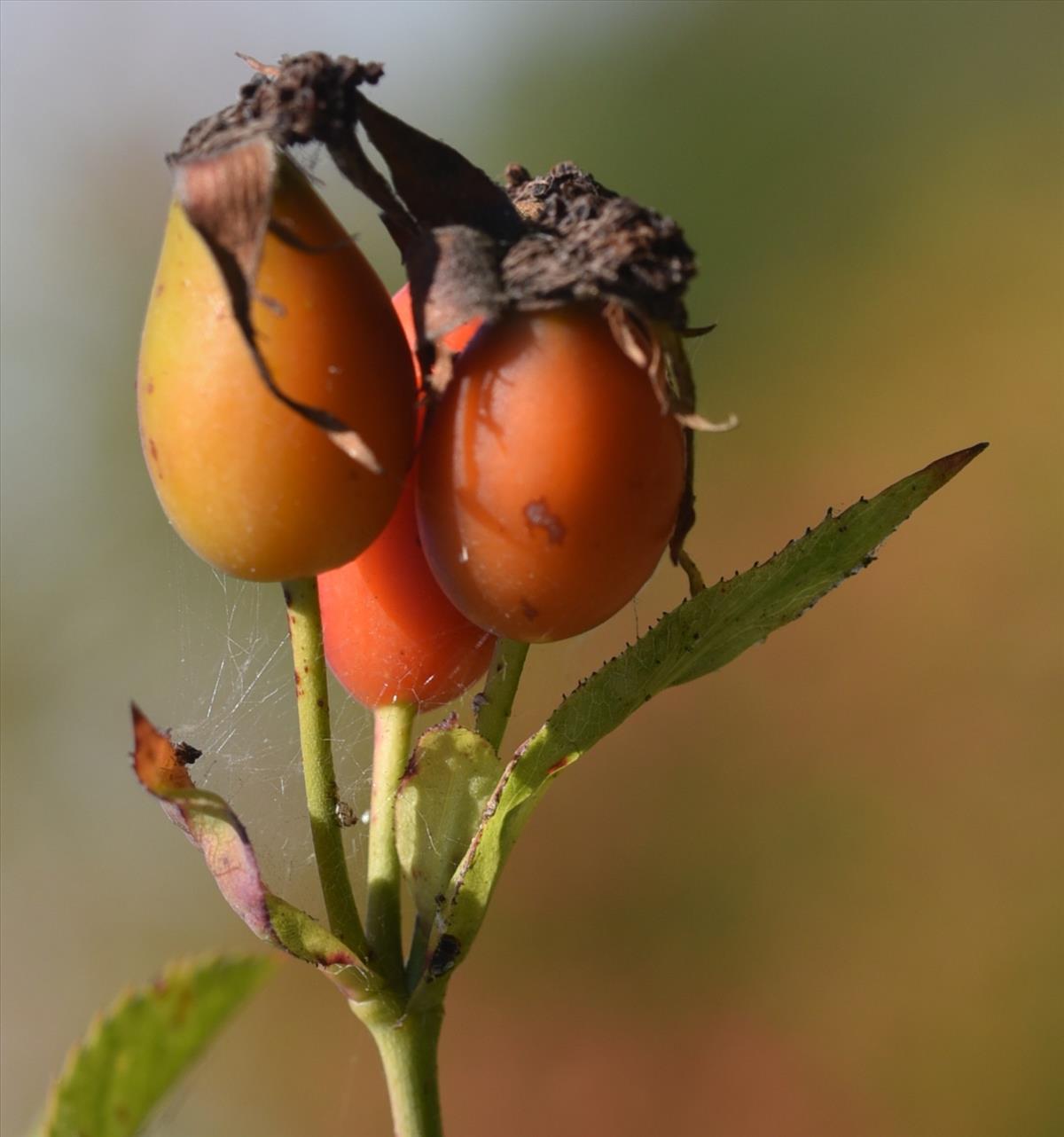 Rosa canina (door Jan Klinckenberg)