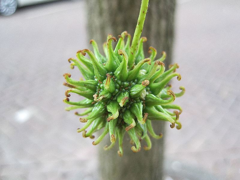 Liquidambar styraciflua (door Grada Menting)