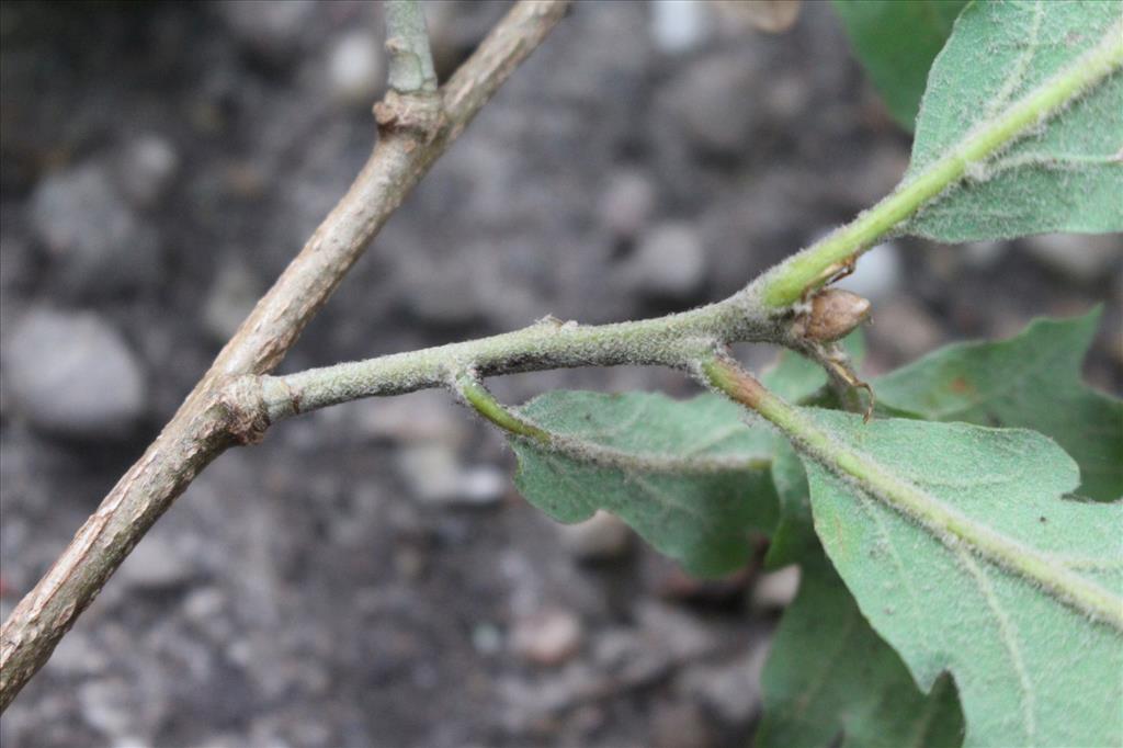 Quercus pubescens (door Niels Eimers)