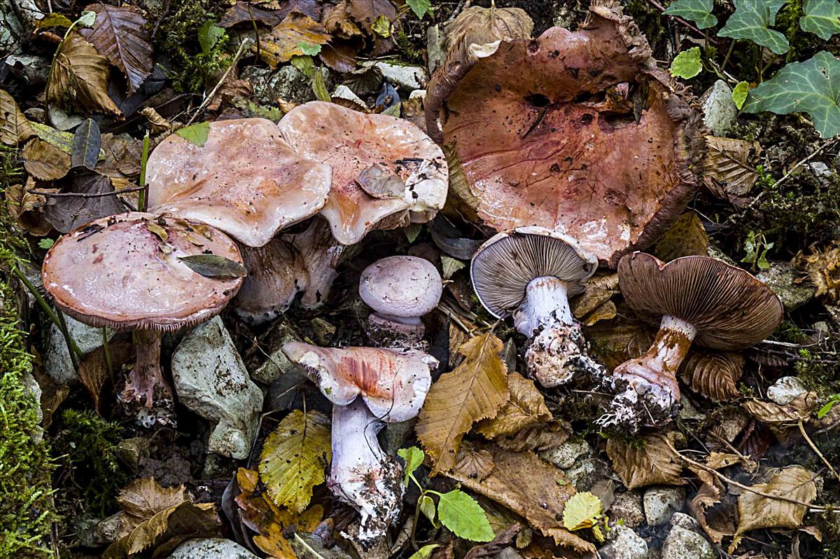 Cortinarius rufo-olivaceus (door Nico Dam)