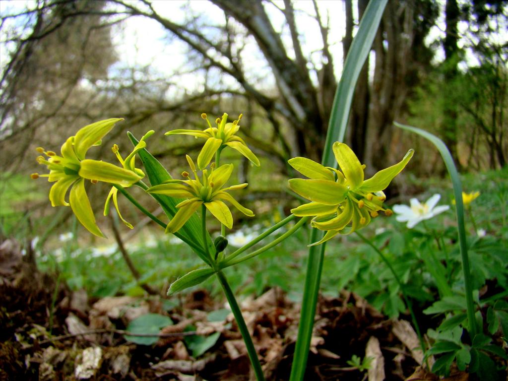 Gagea lutea (door Joop Verburg)