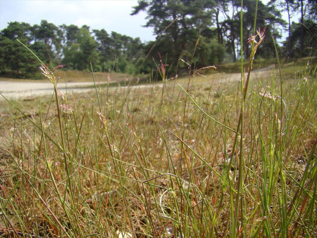 Agrostis vinealis (door Joop Verburg)