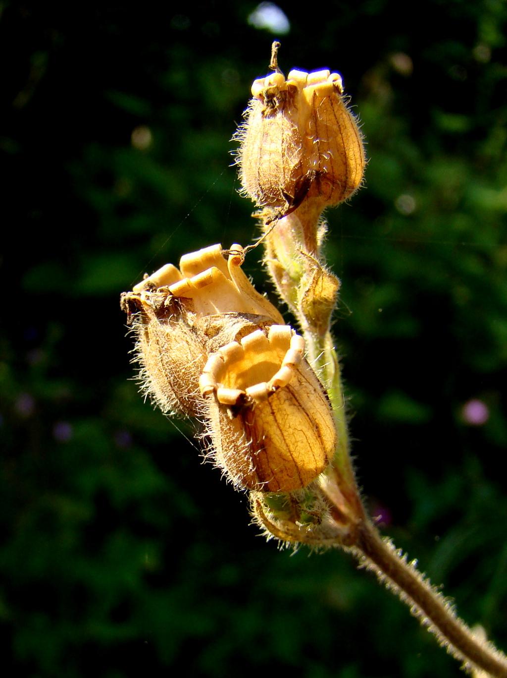 Silene dioica (door Joop Verburg)