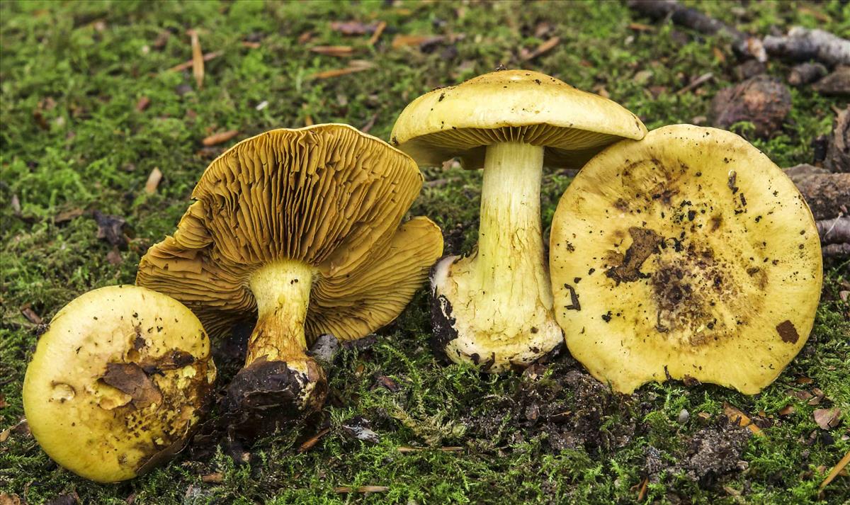 Cortinarius splendens (door Peter Verstraeten)