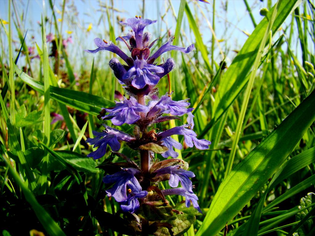 Ajuga reptans (door Joop Verburg)