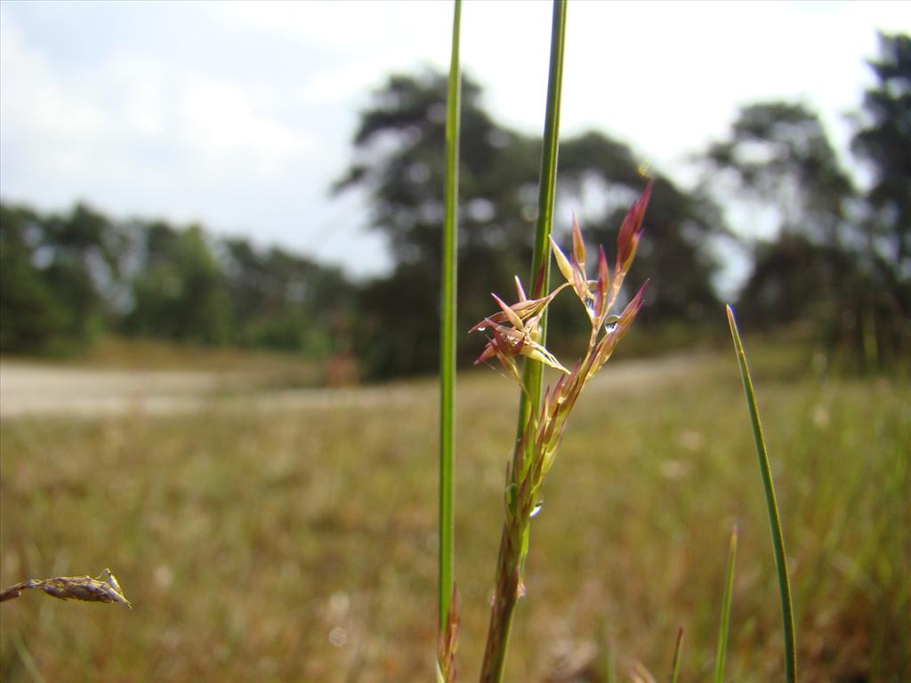 Agrostis vinealis (door Joop Verburg)