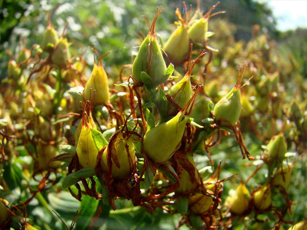 Hypericum x desetangsii (door Joop Verburg)