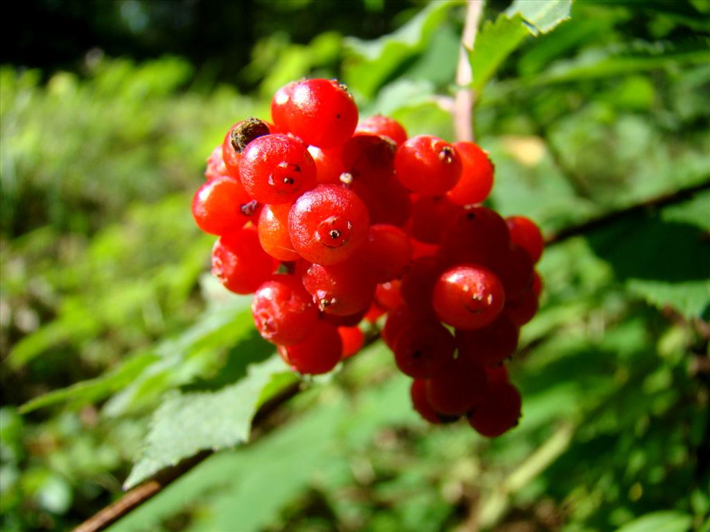 Sambucus racemosa (door Joop Verburg)