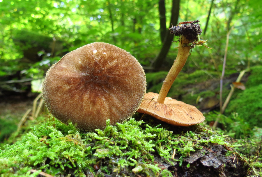 Pluteus umbrosus (door Paul Coene)