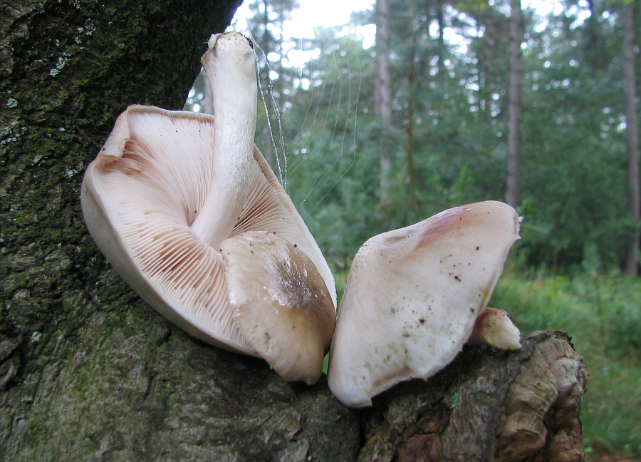 Pluteus petasatus (door Paul Coene)