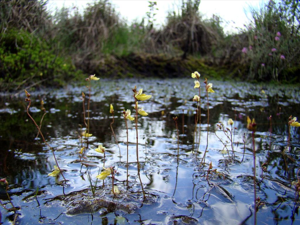 Utricularia minor (door Joop Verburg)