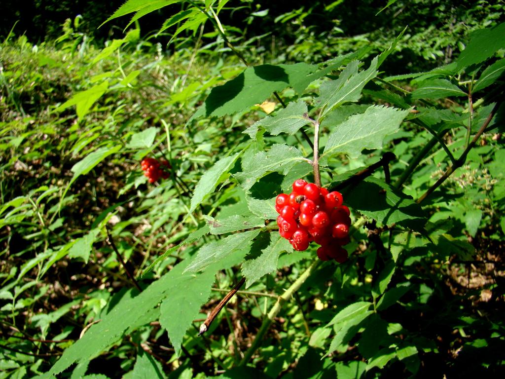 Sambucus racemosa (door Joop Verburg)