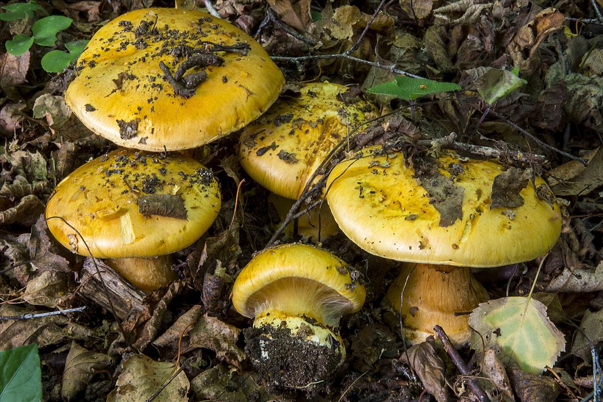 Cortinarius olearioides (door Nico Dam)