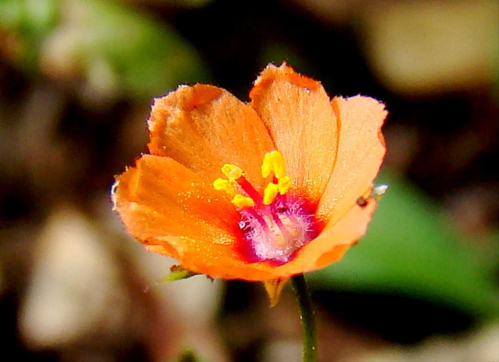 Anagallis arvensis (door Joop Verburg)