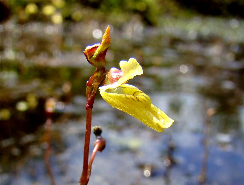 Utricularia minor (door Joop Verburg)