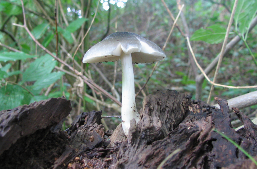 Pluteus salicinus (door Paul Coene)