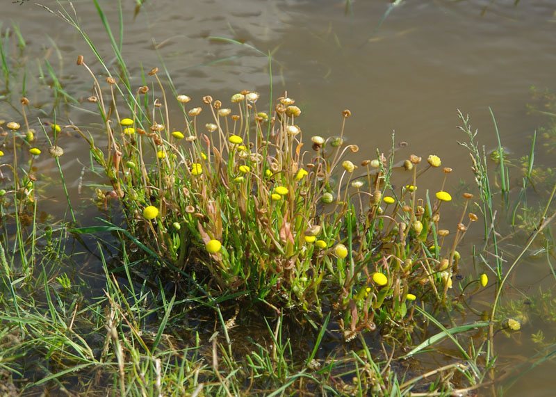 Cotula coronopifolia (door Pieter van Rijswijk)