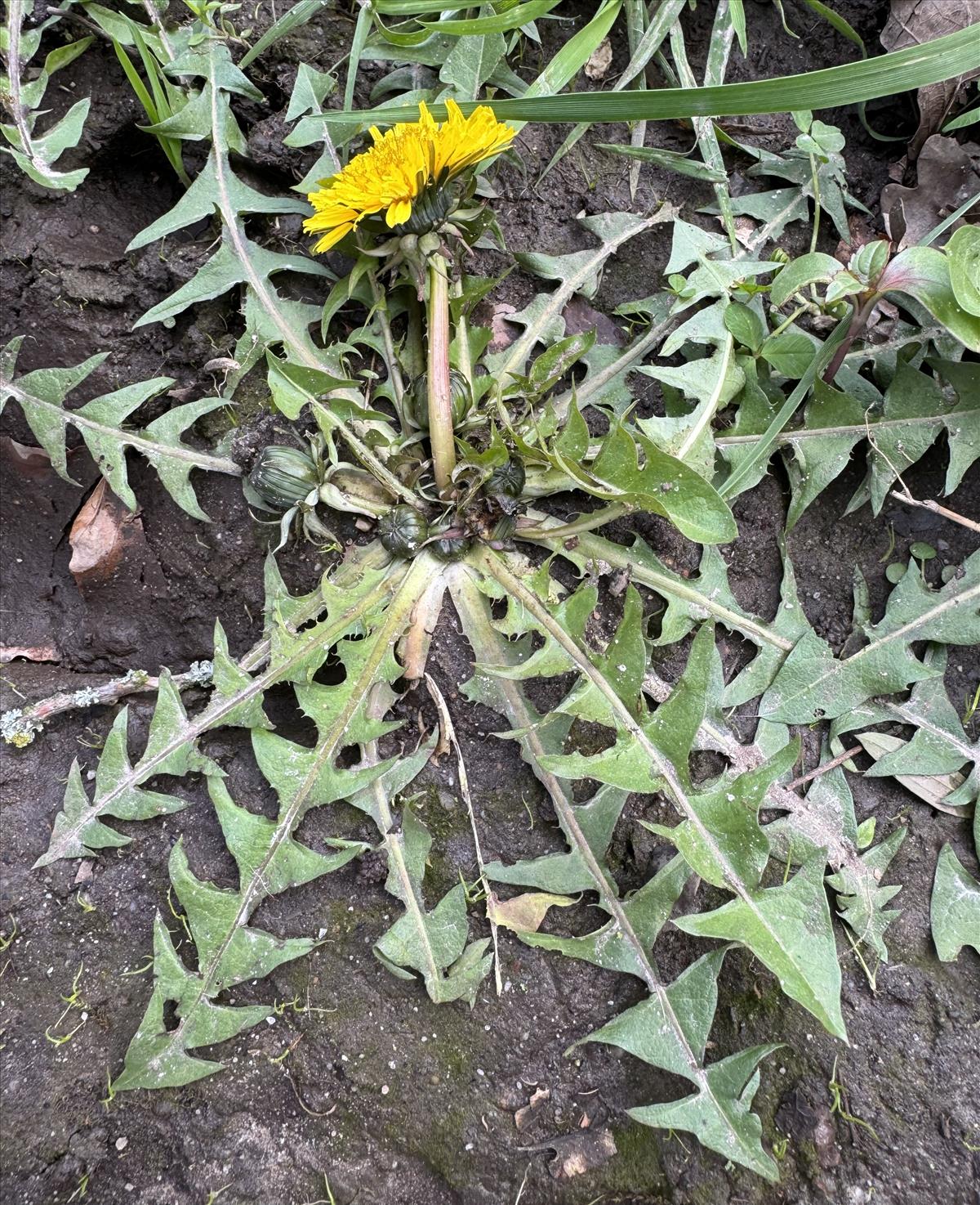 Taraxacum exacutum (door Jelle J. Hofstra)