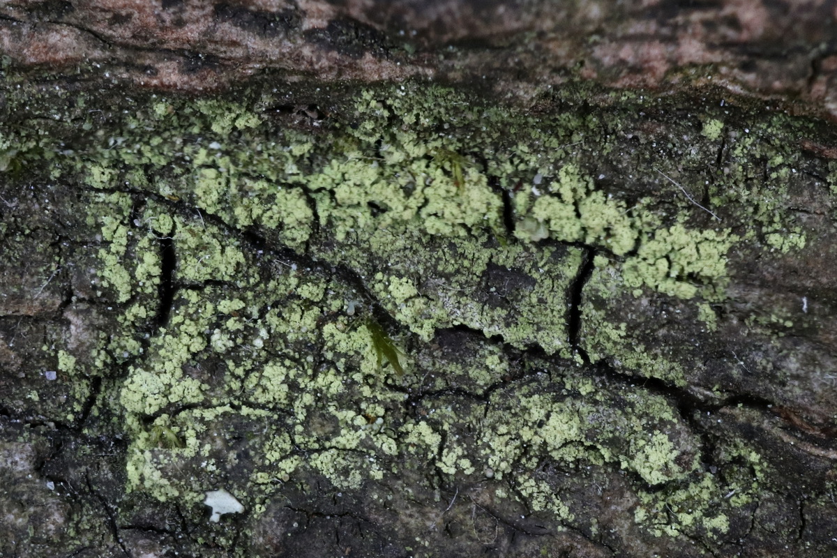 Rinodina efflorescens (door Hans Toetenel)