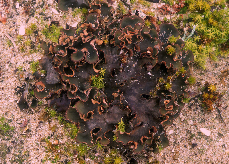 Peltigera rufescens (door Arnold Wijker)