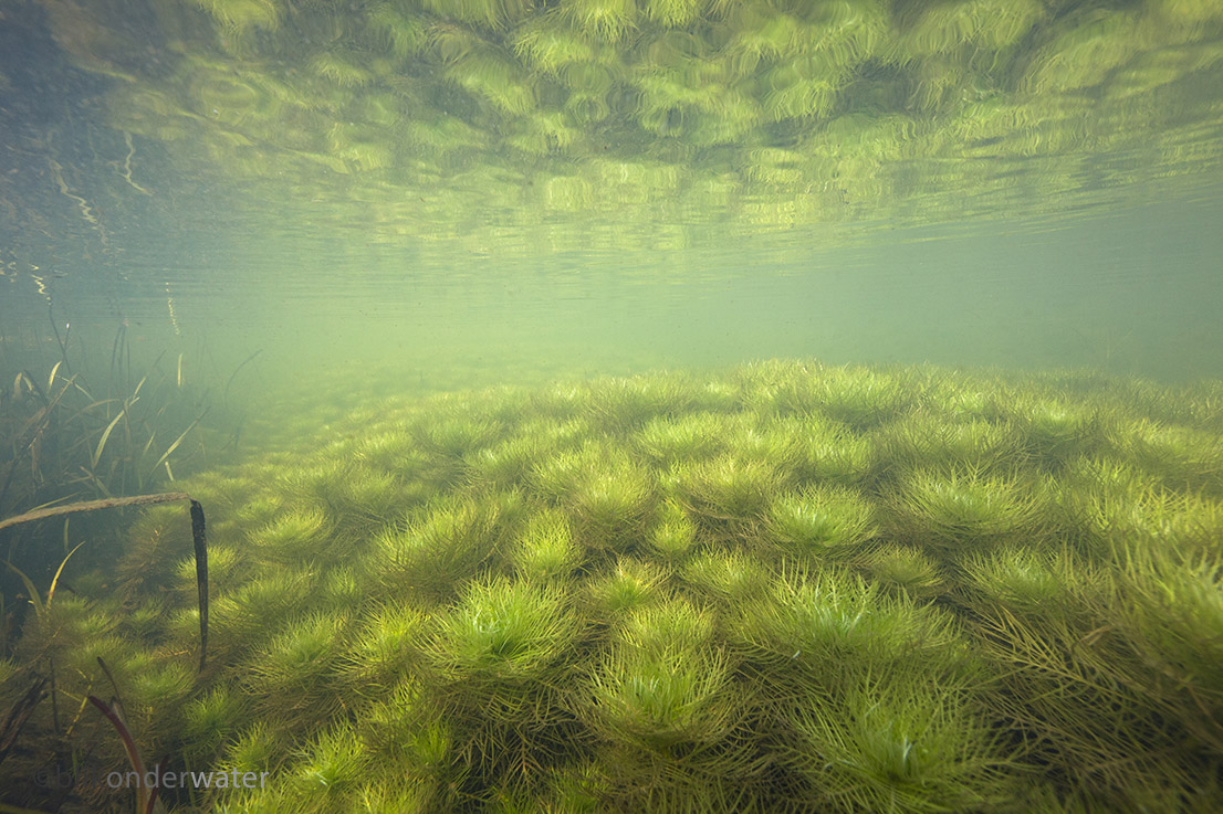 Hottonia palustris (door blikonderwater)