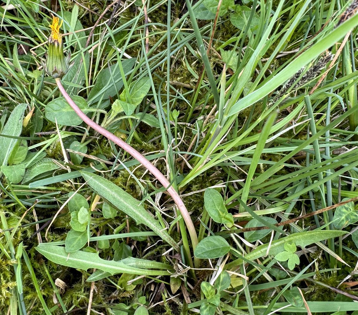 Taraxacum gelricum (door Jelle J. Hofstra)