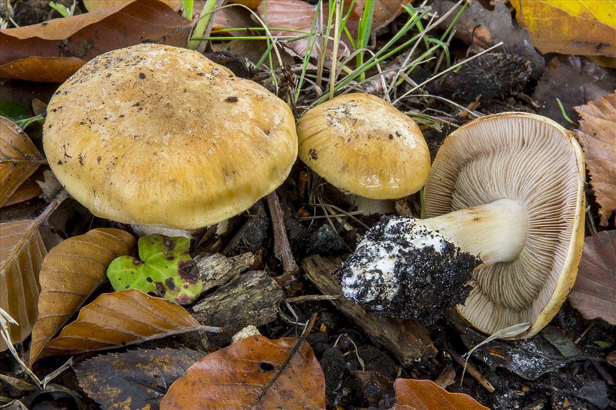 Cortinarius mediterraneensis (door Nico Dam)
