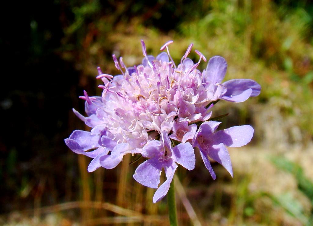 Scabiosa columbaria (door Joop Verburg)