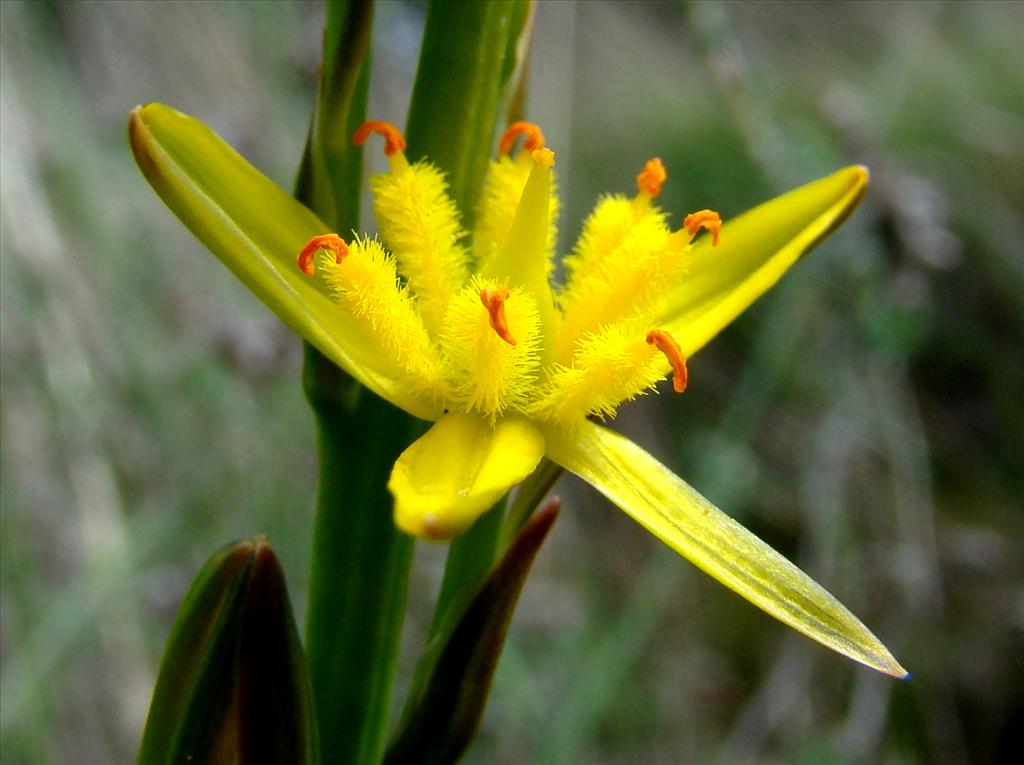 Narthecium ossifragum (door Joop Verburg)