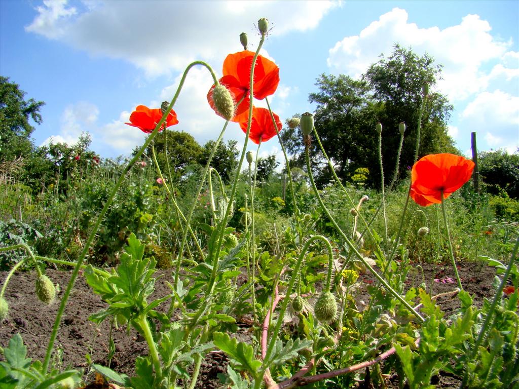 Papaver rhoeas (door Joop Verburg)