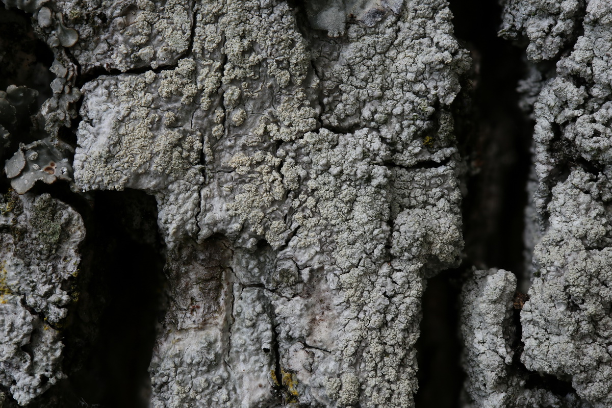 Ochrolechia turneri (door Hans Toetenel)