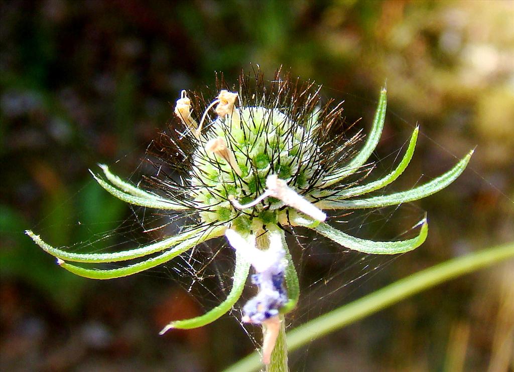 Scabiosa columbaria (door Joop Verburg)