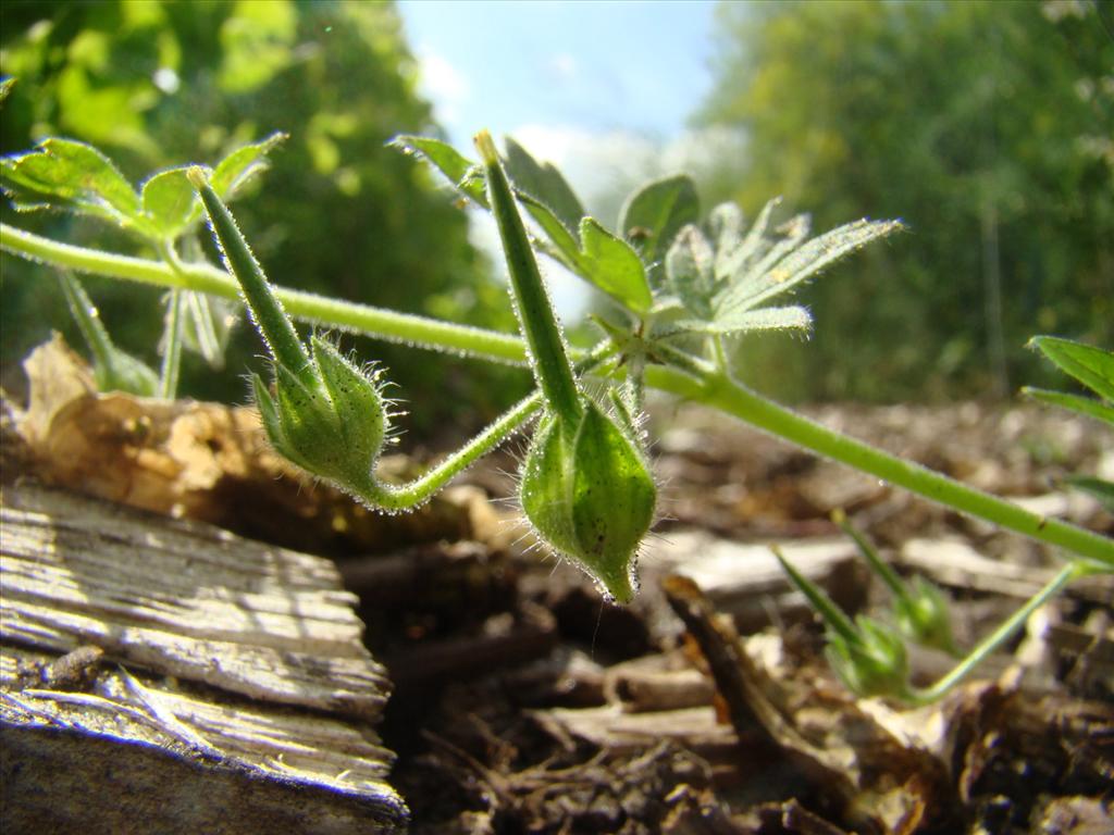 Geranium pusillum (door Joop Verburg)