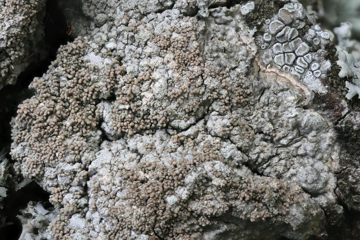 Pertusaria coccodes (door Hans Toetenel)