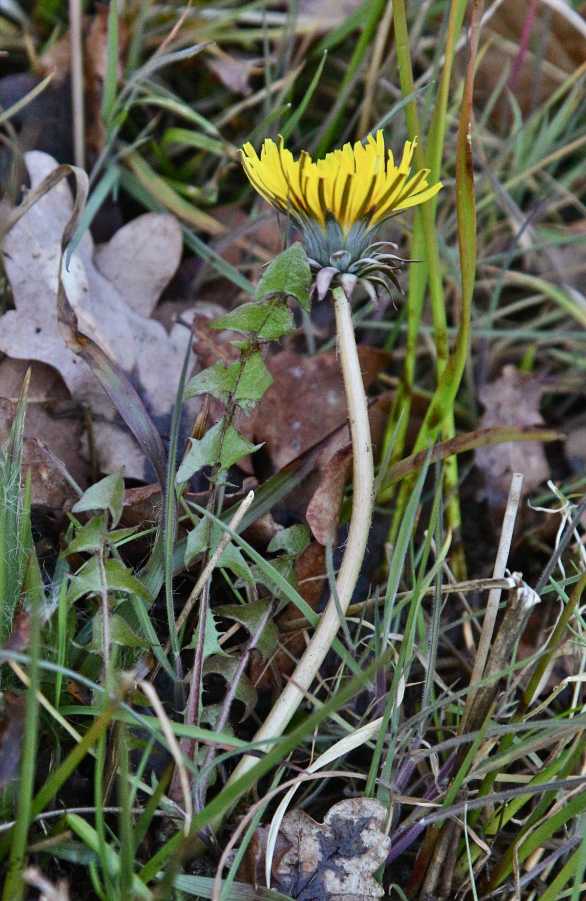 Taraxacum hamiferum (door Jelle J. Hofstra)