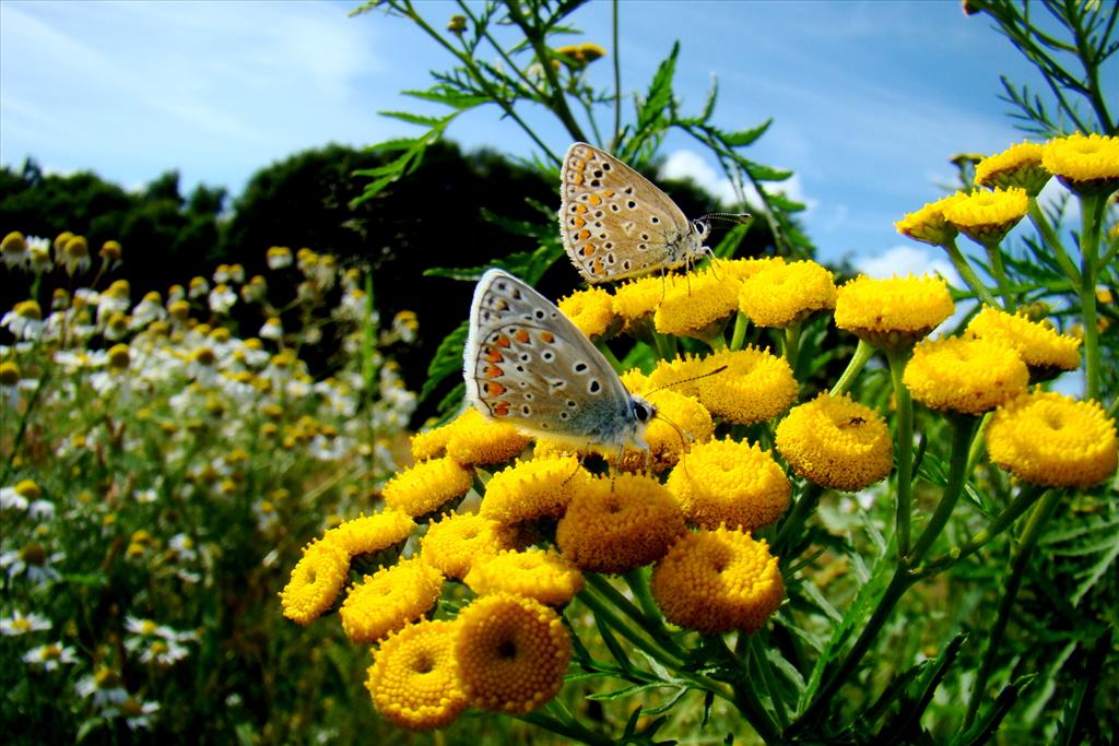 Tanacetum vulgare (door Joop Verburg)