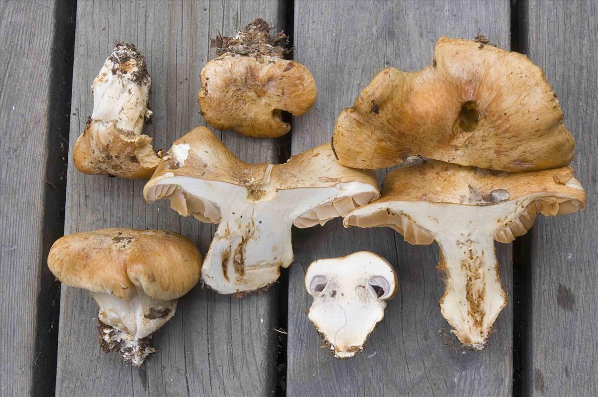 Cortinarius glaucopus (door Nico Dam)