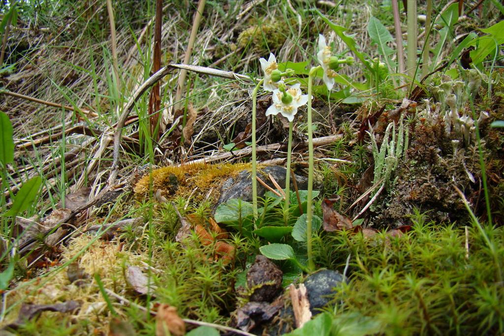 Moneses uniflora (door Joop Verburg)