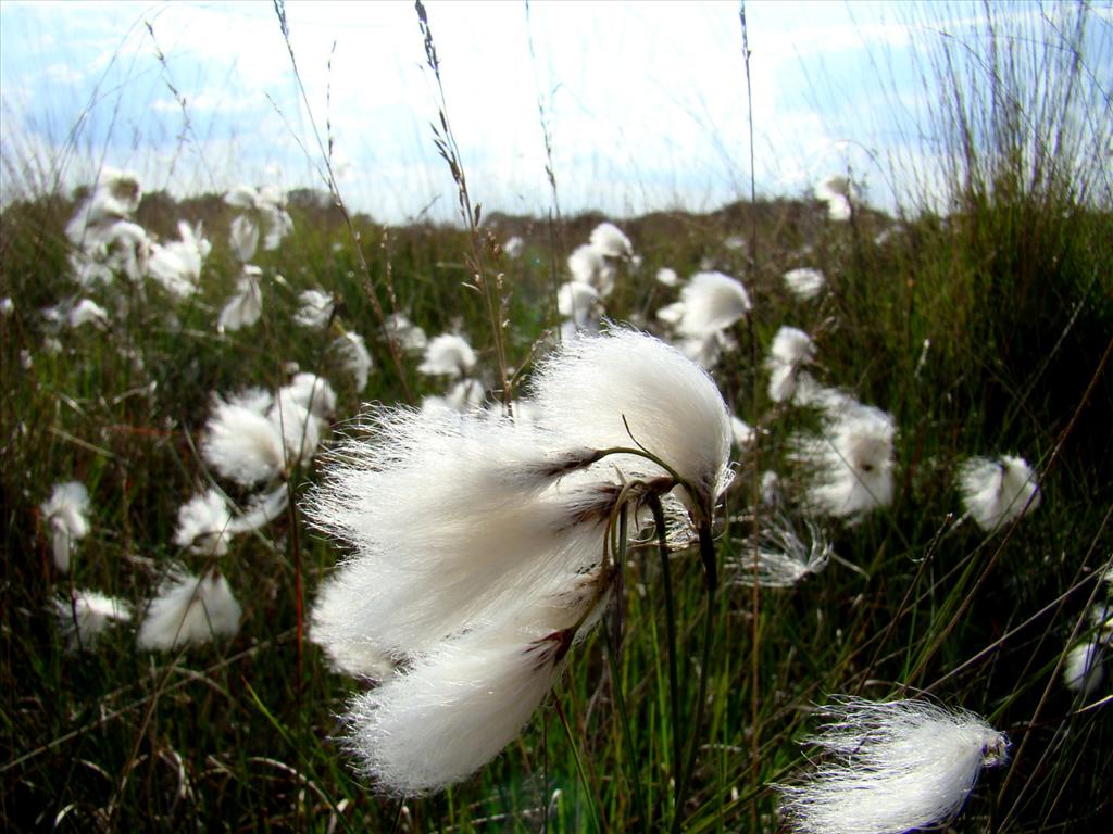 Eriophorum angustifolium (door Joop Verburg)