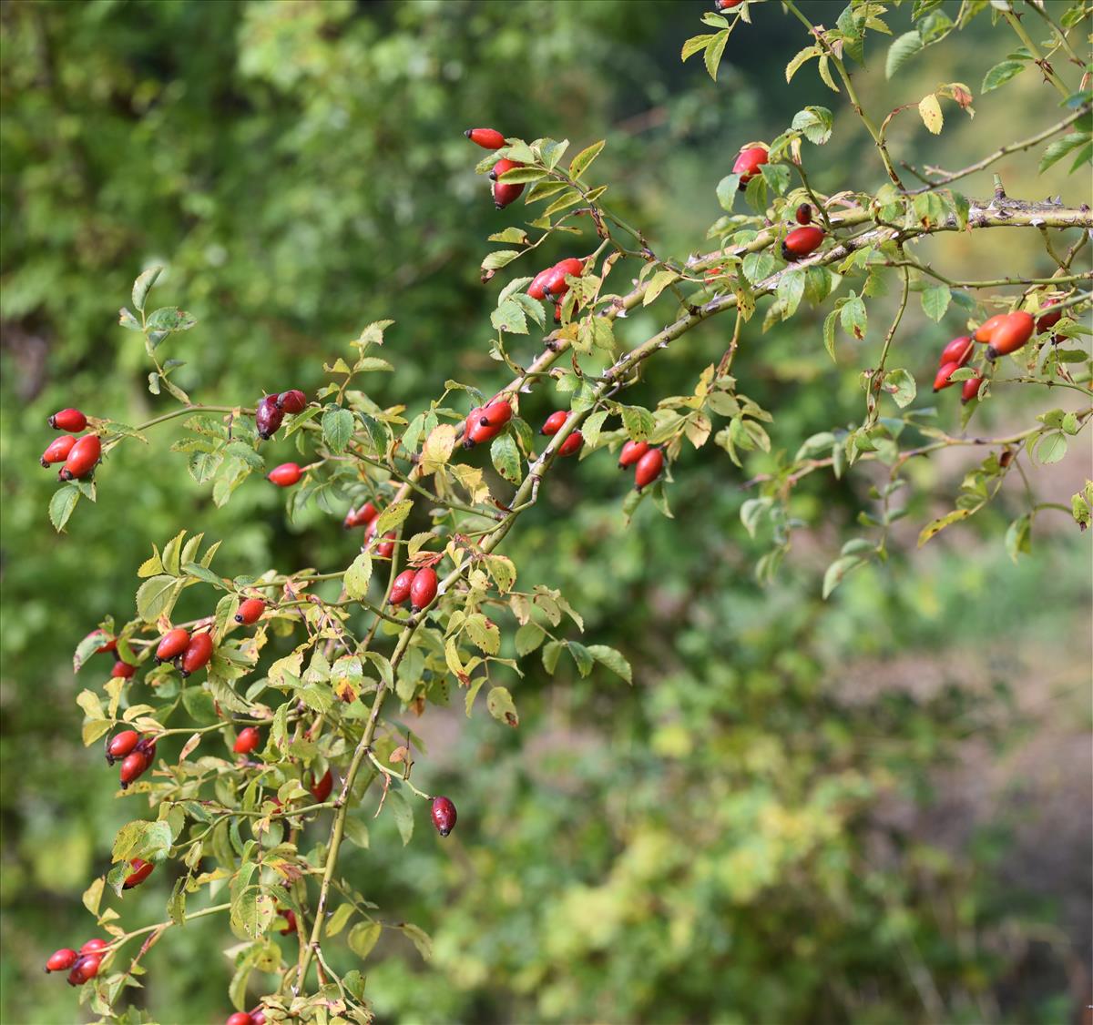 Rosa x nitidula (door Jan Klinckenberg)