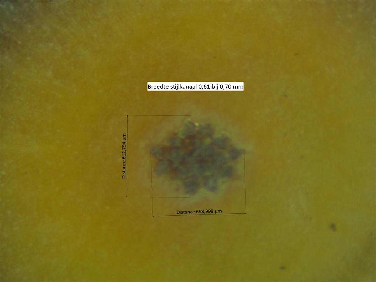 Rosa x nitidula (door Jan Klinckenberg)